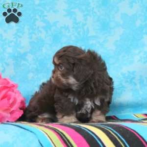 James, Shih-Poo Puppy